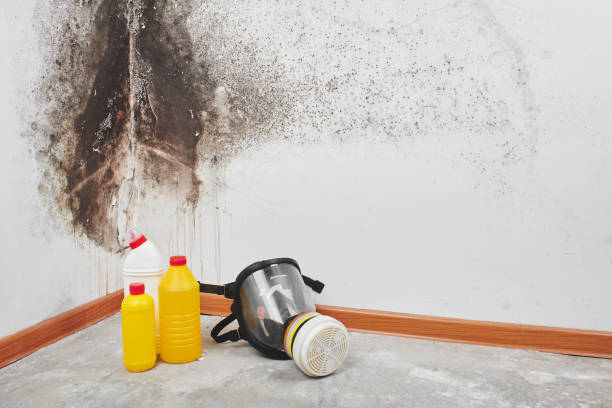 Best Commercial Mold Remediation in New Deal, TX