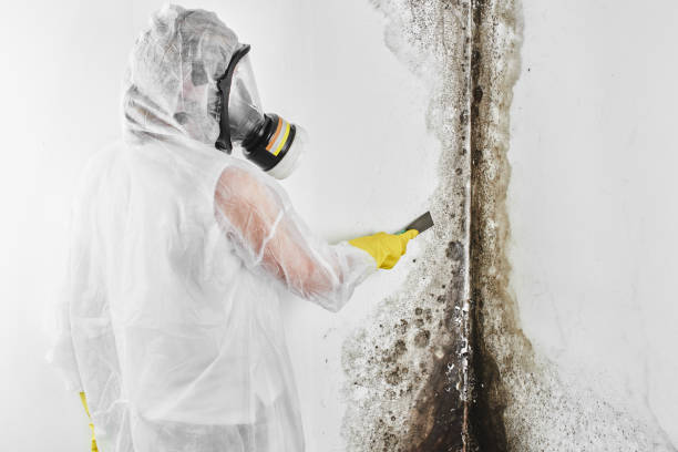 Best HVAC Mold Remediation in New Deal, TX
