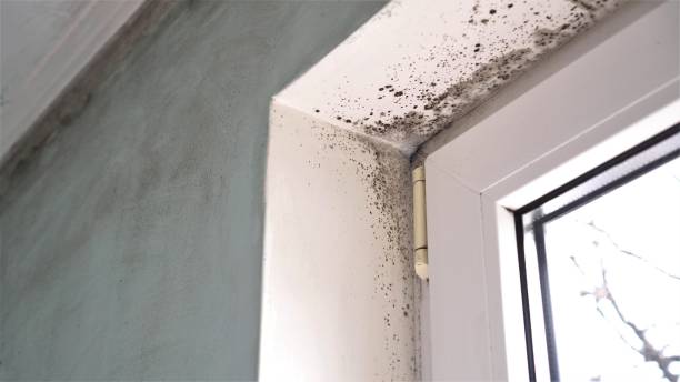 Best Emergency Mold Remediation in New Deal, TX