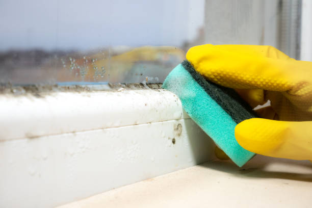 Best Attic Mold Remediation in New Deal, TX