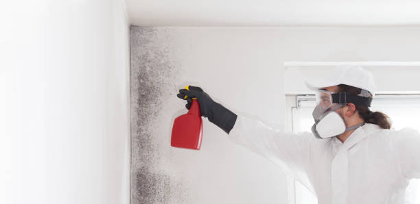 Best White Mold Remediation in New Deal, TX