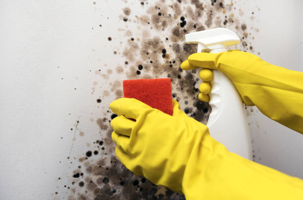 Best Attic Mold Remediation in New Deal, TX