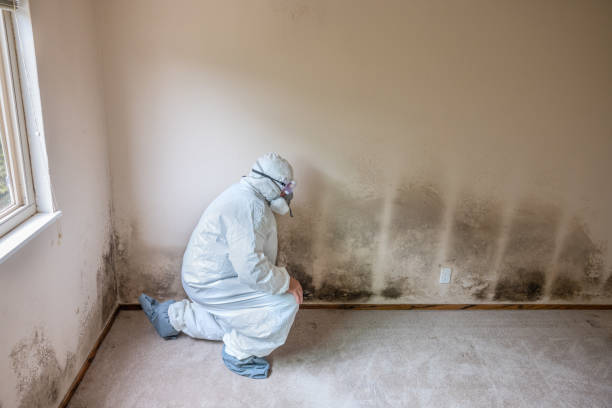 Best Crawl Space Mold Remediation in New Deal, TX