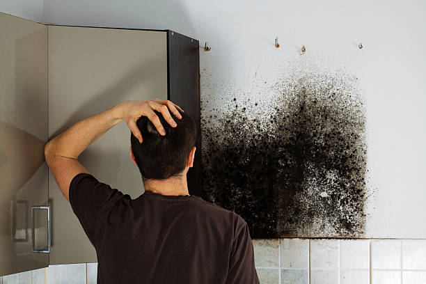 Best Industrial Mold Remediation in New Deal, TX